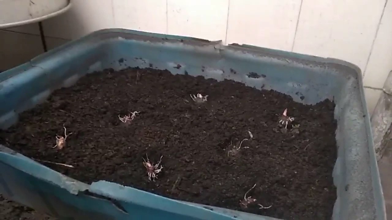 Cách trồng khoai lang