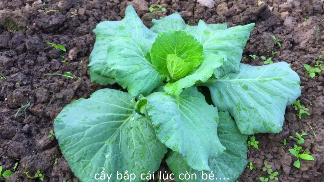 Cải Kale