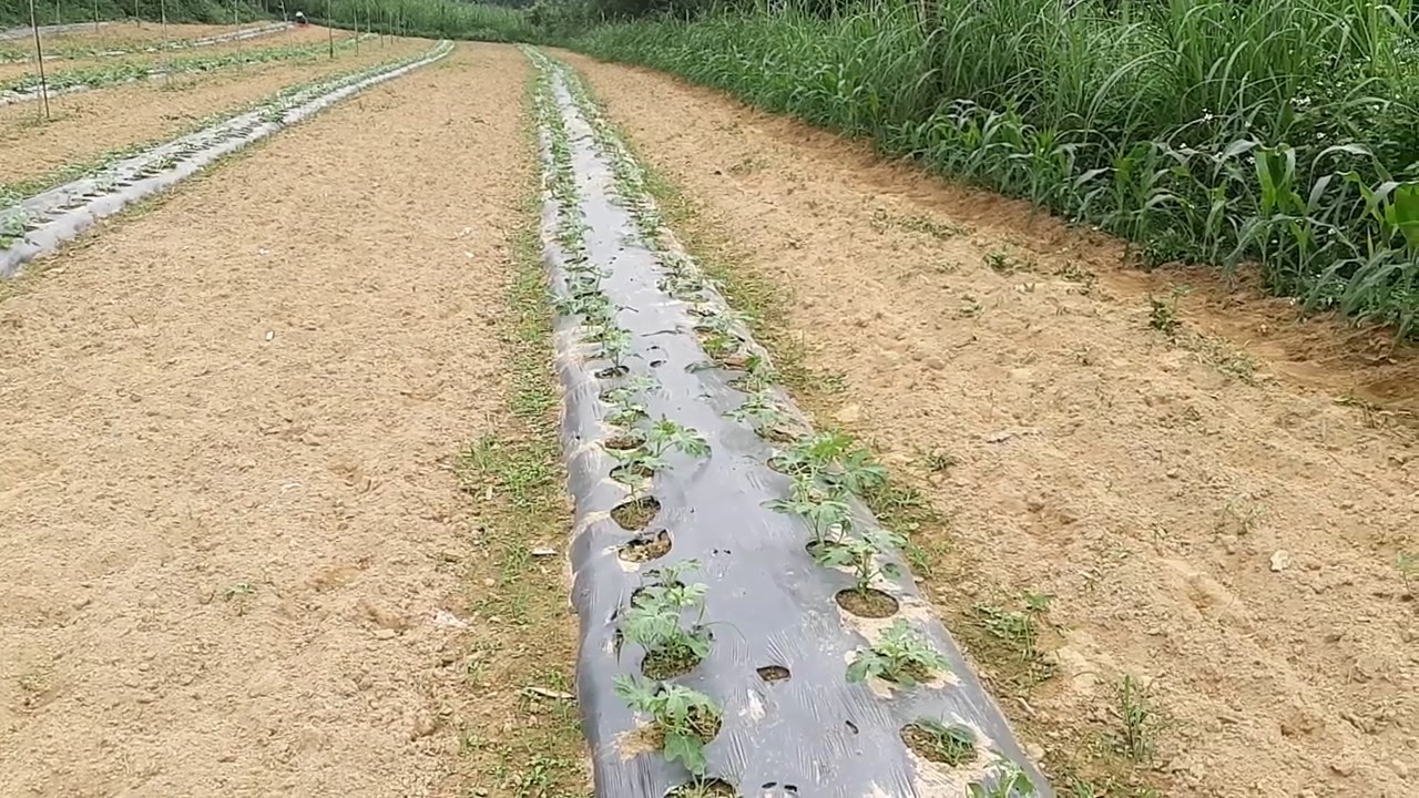 Cách trồng dưa hấu