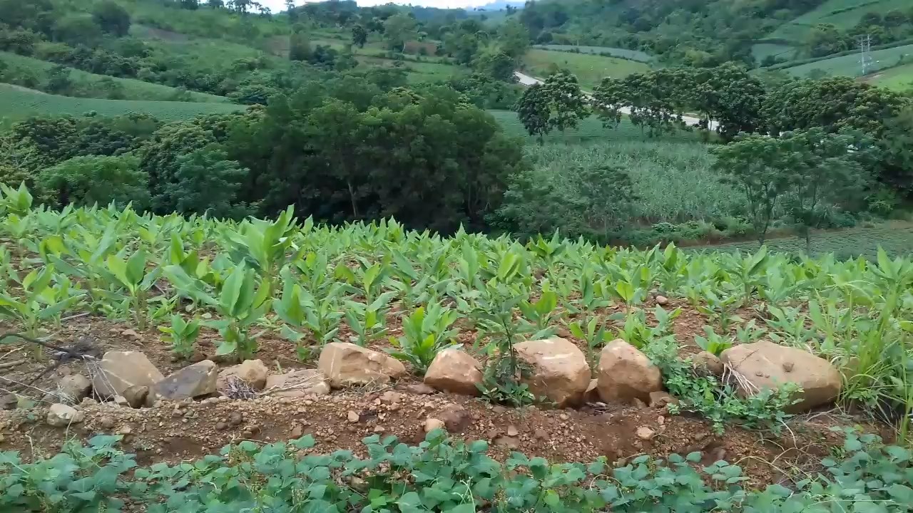 Hiệu quả từ mô hình trồng ném trên đất cát ở xã Hải Vĩnh
