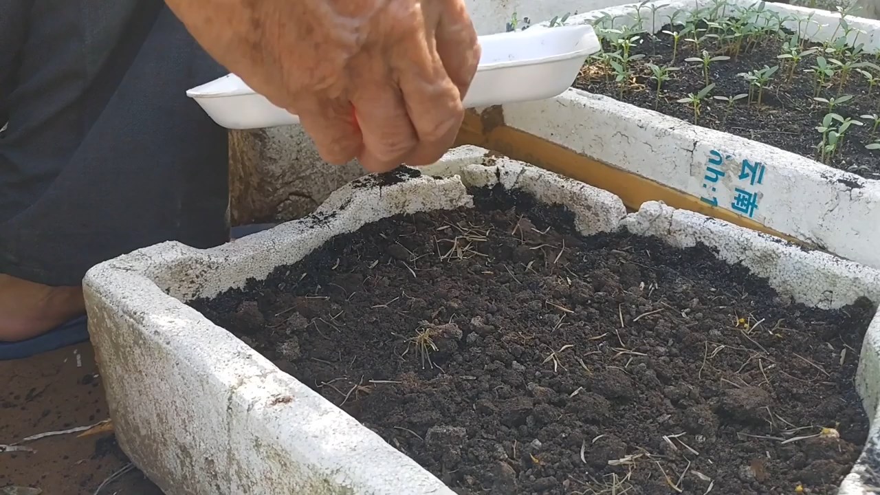 Kỹ thuật trồng cây