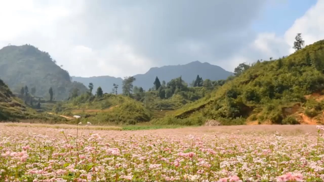 Hoa Tam Giác Mạch