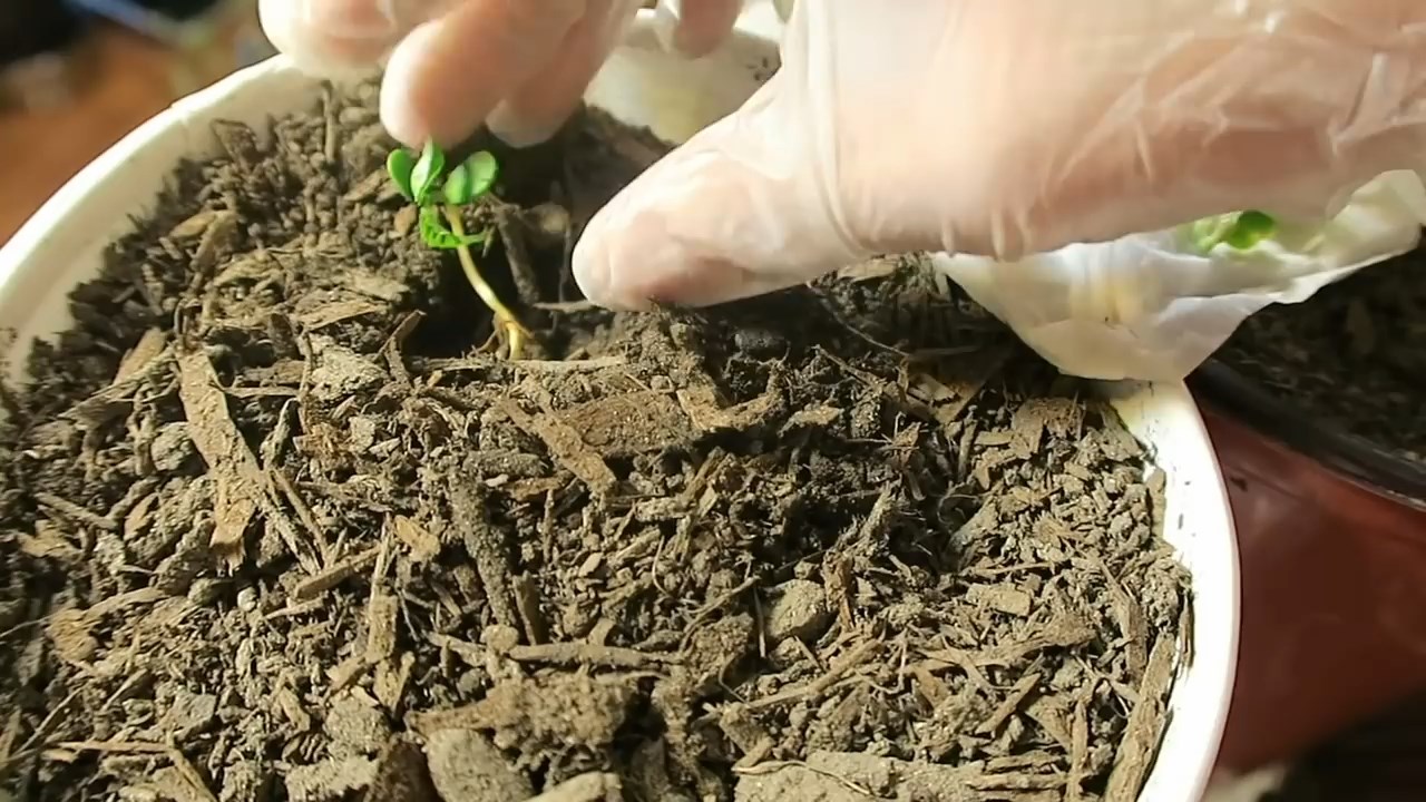 Cách trồng cây đậu