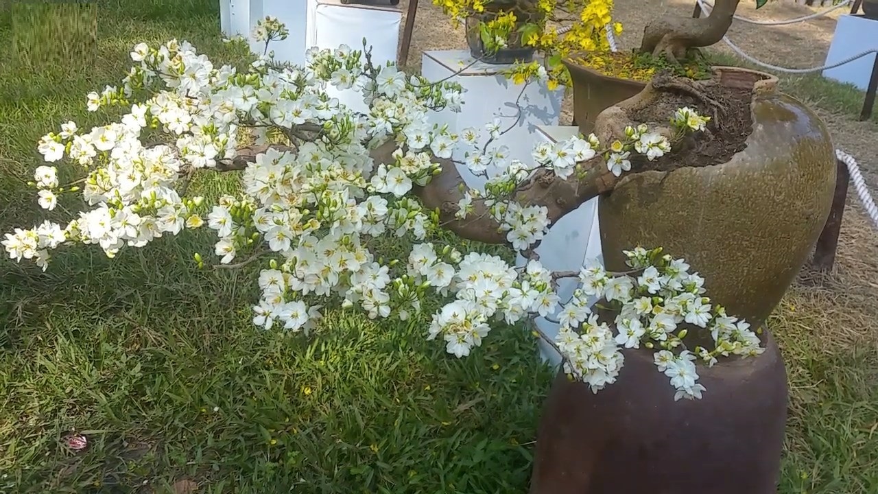 Hoa mai trắng
